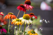 img-1: Эхинацея Поллинейшн микс [100 шт] - ООО «Семена Тут»