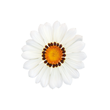 img-1: Газания Зени F1 Вайт [100 шт] - ООО «Семена Тут»