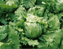 Салат Даймонд - ООО «Семена Тут»