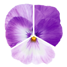 Виола крупноцветковая Инспайер Плюс Марина Лавендер [1000 шт] - ООО «Семена Тут»