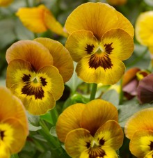 Виола рогатая Дельтини F1 Ханиби [1000 шт] - ООО «Семена Тут»