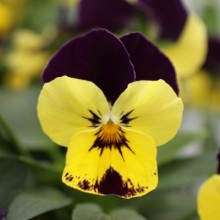 Виола рогатая Бель Визо Лемон Джамп Ап [1000 шт] - ООО «Семена Тут»