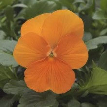 Виола рогатая Сорбет ИксПи Дип Оранж [1000 шт] - ООО «Семена Тут»