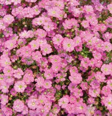 Гипсофила муралис Джипси Дип роуз [100 м/драже] - ООО «Семена Тут»