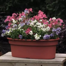 img-1: Немезия Поэтри Микс [1000 драже] - ООО «Семена Тут»