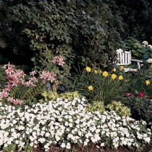 img-1: Бальзамин Супер Элфин F1 Вайт [1000 шт] - ООО «Семена Тут»