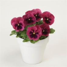 img-1: Виола крупноцветковая Спринг Матрикс Роуз Блотч [100 шт] - ООО «Семена Тут»