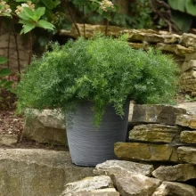 img-1: Аспарагус Фази Ферн Фриз [100 шт] - ООО «Семена Тут»