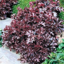 img-2: Гейхера Мелтинг Файр [250 драже] - ООО «Семена Тут»