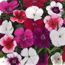 Гвоздика Коронет Микс [1000 драже] - ООО «Семена Тут»