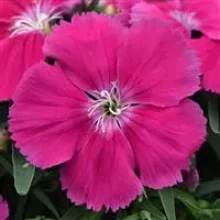 Гвоздика Коронет Роуз [1000 шт] - ООО «Семена Тут»