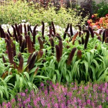 img-1: Пеннисетум Джейд Принцесс [100 шт] - ООО «Семена Тут»