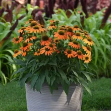 img-2: Эхинацея Артизан F1 Оранж Софт [100 шт] - ООО «Семена Тут»