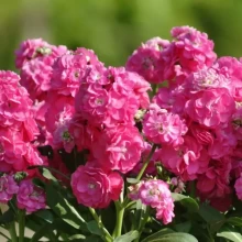 Маттиола Хот Кейкс Пинк [1000 шт] - ООО «Семена Тут»