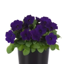 img-1: Петуния мультифлора Ло Ридер Блю [1000 драже] - ООО «Семена Тут»