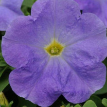 Петуния мультифлора Карпет Скай Блю [100 драже] - ООО «Семена Тут»