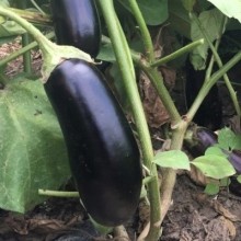 Баклажан Алексеевский - ООО «Семена Тут»