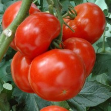 Томат Добрунь F1 - ООО «Семена Тут»