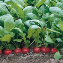 Редис Донар F1 - ООО «Семена Тут»