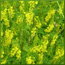 Донник желтый - ООО «Семена Тут»