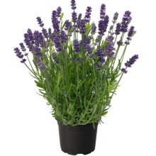 img-1: Лаванда Чилаут Блю [500 шт] - ООО «Семена Тут»