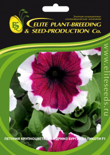 img-1: Петуния грандифлора Дримс Бургунди Пикоти [70 драже] - ООО «Семена Тут»