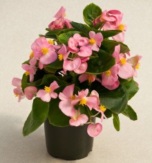 img-1: Бегония вечноцветущая Топспин Пинк [1000 драже] - ООО «Семена Тут»