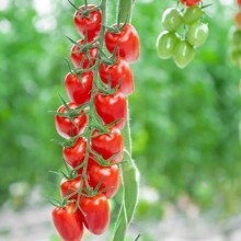 Томат Патронташ F1 - ООО «Семена Тут»