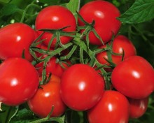 Томат Мадера F1 - ООО «Семена Тут»