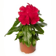 img-1: Катарантус Блокбастер Дарк Ред [100 шт] - ООО «Семена Тут»