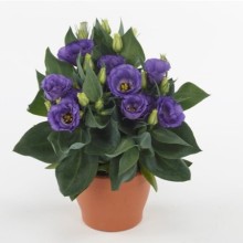 Эустома Джульетта Блю [100 драже] - ООО «Семена Тут»