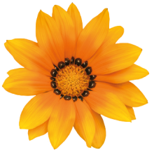 img-1: Газания Зени F1 Оранж [1000 шт] - ООО «Семена Тут»