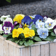 Виола крупноцветковая Кетс Плюс Микс [100 шт] - ООО «Семена Тут»