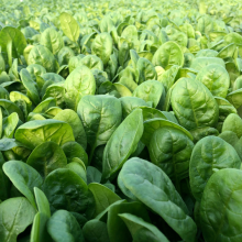 Шпинат Эль Луцио - ООО «Семена Тут»