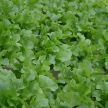 Салат Элькредо - ООО «Семена Тут»