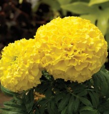 Бархатцы прямостоячие Прауд Мэри Еллоу [100 шт] - ООО «Семена Тут»