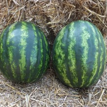 img-1: Арбуз Энигма F1 - ООО «Семена Тут»