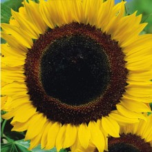 Подсолнечник Енисей - ООО «Семена Тут»