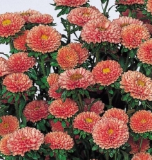 Астра Мацумото Эприкот [2500 шт] - ООО «Семена Тут»