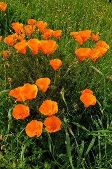 img-1: Эшшольция Оранжевый шёлк - ООО «Семена Тут»