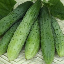 Огурец Эстафета F1 - ООО «Семена Тут»