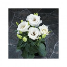 img-1: Эустома Джульетта Вайт [100 драже] - ООО «Семена Тут»