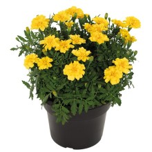 Бархатцы отклоненные Милли Ванилли [200 шт] - ООО «Семена Тут»