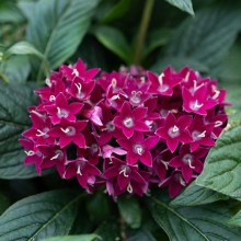 img-1: Пентас Граффити Неон Плам [500 драже] - ООО «Семена Тут»