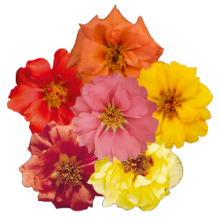 Портулак Сандайл F1 Пич Микс [250 м/драже] - ООО «Семена Тут»