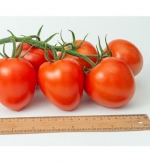 Томат Фаберже F1 - ООО «Семена Тут»