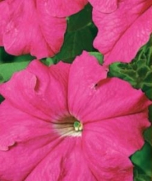 img-1: Петуния грандифлора Фалькон Роуз [5000 драже] - ООО «Семена Тут»