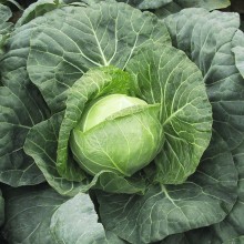 Капуста белокочанная Ферро F1 - ООО «Семена Тут»
