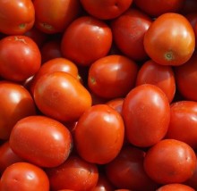 Томат Ферст F1 - ООО «Семена Тут»