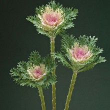 Капуста декоративная Крейн Фезер Кинг [1000 шт] - ООО «Семена Тут»